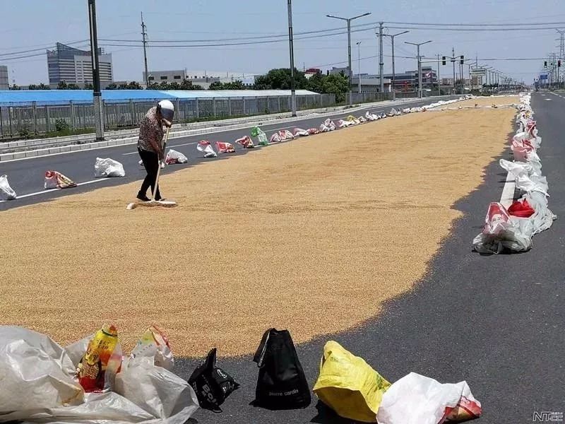 夏收后小麦晾晒，气象是关键